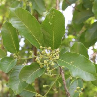 Litsea glutinosa (Lour.) C.B.Rob.